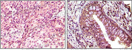 Валидация AntibodySystem RHA44603