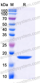 AMD08002, SDS-PAGE