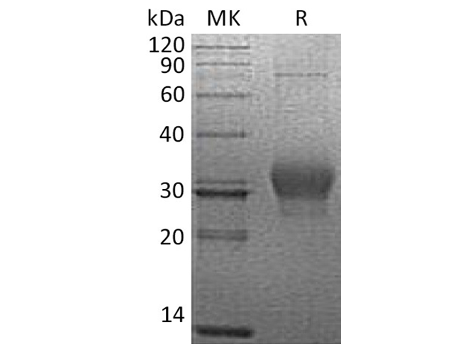 Валидация Elabscience PKSH033471(3780)