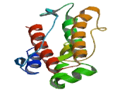 Interferon Alpha 14 (IFNa14) Interferon Alpha 14 (IFNa14)