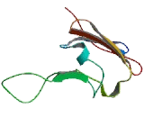 Heat Shock 27kDa Protein 1 (HSPB1)