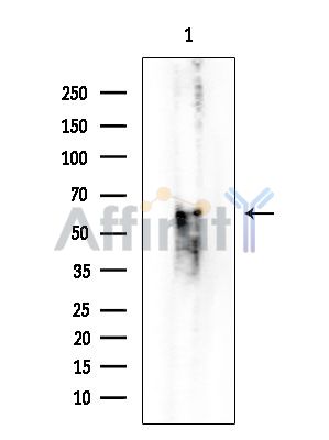 Валидация Affinity DF2963 - 13710