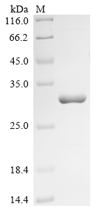 SDS-PAGE