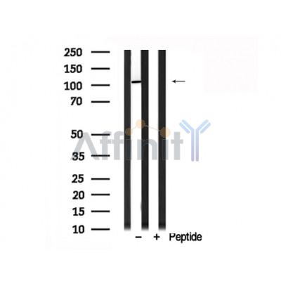 Валидация Affinity AF7780 - 4492