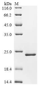 SDS-PAGE