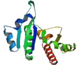 Insulin Like Growth Factor 2 mRNA Binding Protein 1 (IGF2BP1) Insulin Like Growth Factor 2 mRNA Binding Protein 1 (IGF2BP1)