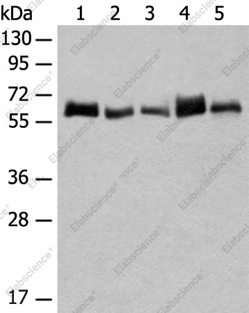 Вестерн-блоттинг, CCDC47, клетки K562, A172, NIH/3T3 и ткани человека и мыши