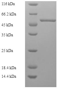 SDS-PAGE