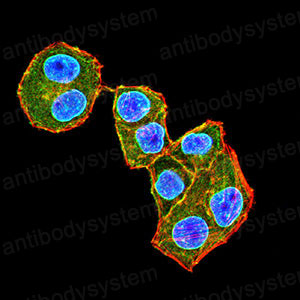 Валидация IF - AntibodySystem RHG62901