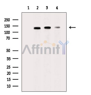 Валидация Affinity DF6931 - 18537