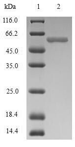 SDS-PAGE
