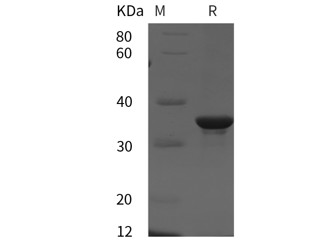 Валидация Elabscience PDEH100920(345)