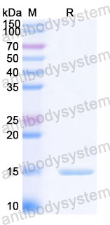 Валидация SDS-PAGE - AntibodySystem RHC21002
