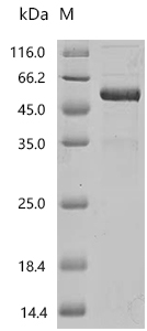 SDS-PAGE