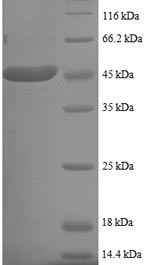 SDS-PAGE