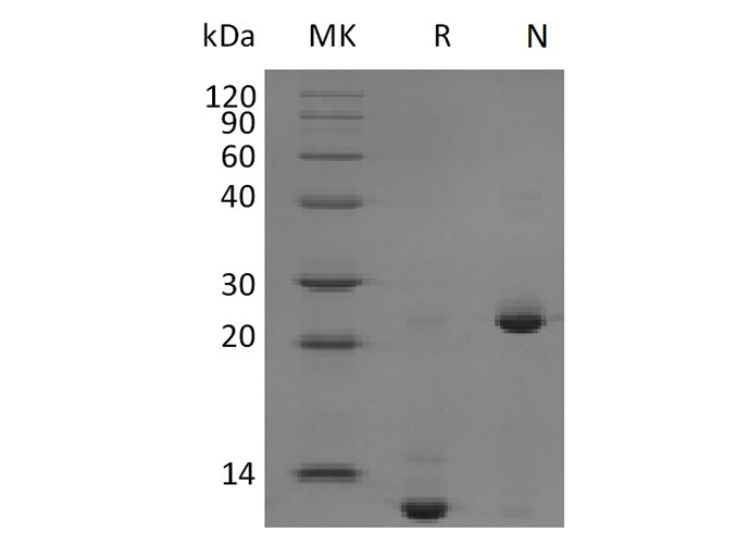 Валидация Elabscience PKSM041168(5076)