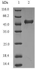 SDS-PAGE