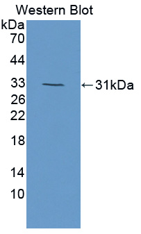 56672