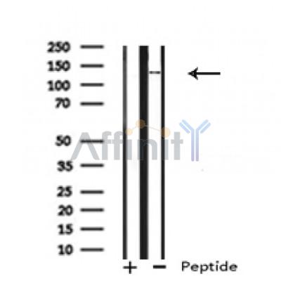 Валидация Affinity AF4609 - 2221
