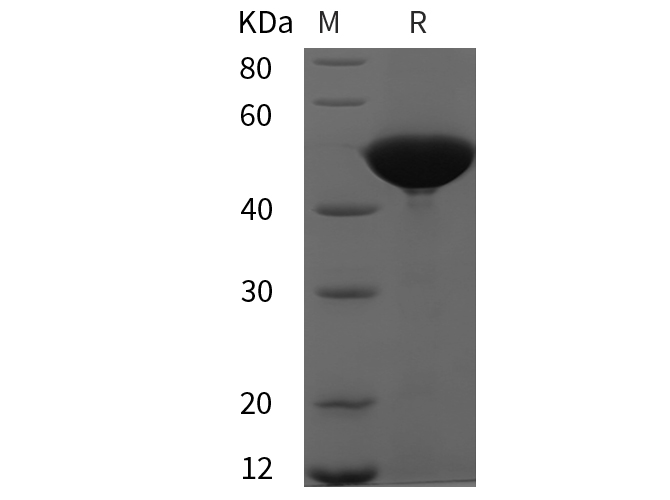 Валидация Elabscience PDEH101015(418)