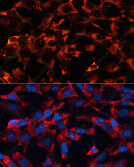 Иммунофлуоресценция, MAPK1/MAPK3, клетки NIH-3T3
