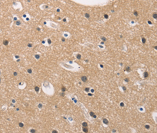 Валидация Elabscience E-AB-16273