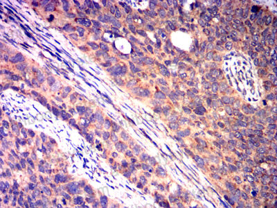 Валидация AntibodySystem RHD68905 (1716)