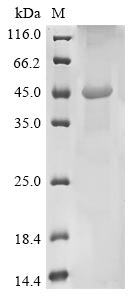 SDS-PAGE
