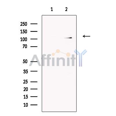 Валидация Affinity DF13446 - 8777