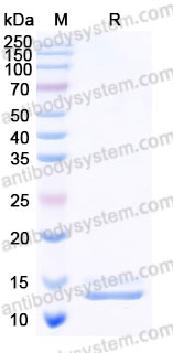 AWE28301, SDS-PAGE