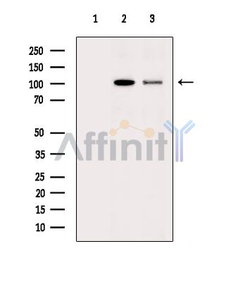 Валидация Affinity AF6547 - 3861