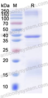 Валидация AntibodySystem YHN35301