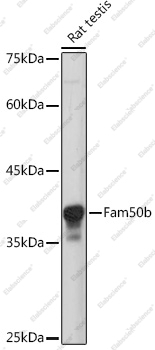 Вестерн-блоттинг, Fam50b, ткань семенника крысы