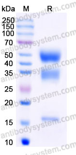 EHF09801, SDS-PAGE
