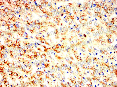 Валидация AntibodySystem RHC87703 (1143)