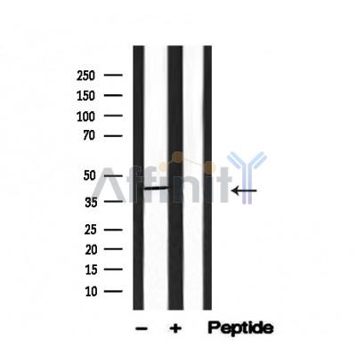 Валидация Affinity AF4733 - 2352