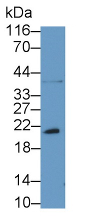 22887