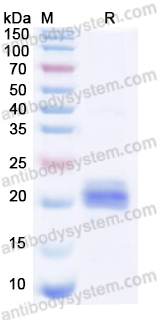 Валидация AntibodySystem YMG32001