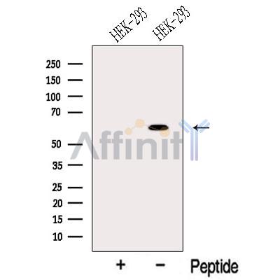 Валидация Affinity DF13205 - 8204