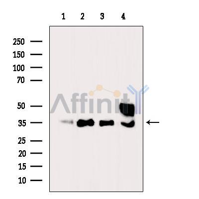 Валидация Affinity DF7450 - 19206