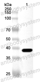 Валидация AntibodySystem PZZ04501