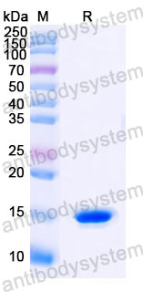 Валидация SDS-PAGE - AntibodySystem RHJ42801
