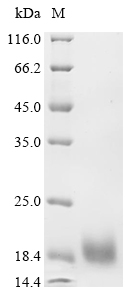 SDS-PAGE