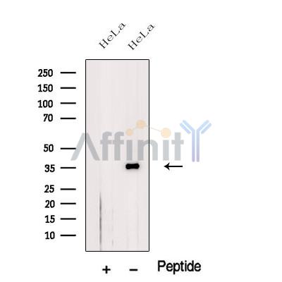 Валидация Affinity DF12543 - 7148