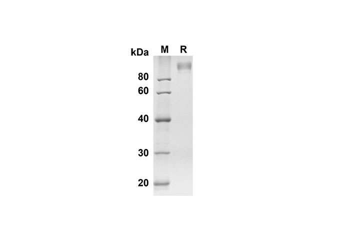 Валидация Elabscience PDMM100116(1086)