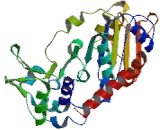 Sirtuin 2 (SIRT2) Sirtuin 2 (SIRT2)
