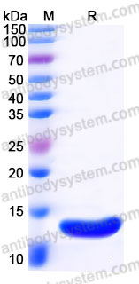 YHC97802, SDS-PAGE