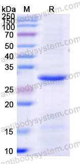 Валидация AntibodySystem YHA64701