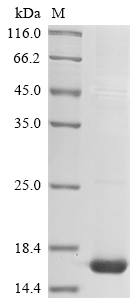SDS-PAGE