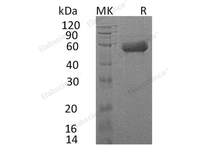 Валидация Elabscience PKSH032568(3020)